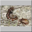 Picromerus bidens - Zweizaehnige Dornwanze attackiert Acronicta rumicis - Ampfereule 01b.jpg